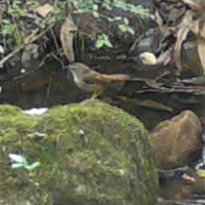 Sericornis frontalis at Kangaroo Valley, NSW - suppressed