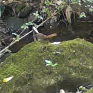 Sericornis frontalis at Kangaroo Valley, NSW - suppressed