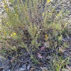 Hibbertia calycina (Lesser Guinea-flower) at Fisher, ACT - 9 Oct 2024 by LPadg