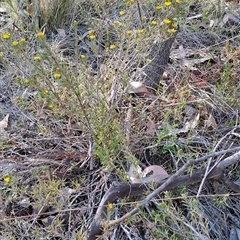 Hibbertia calycina at Fisher, ACT - 9 Oct 2024 08:43 AM