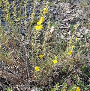 Hibbertia calycina at Fisher, ACT - 9 Oct 2024