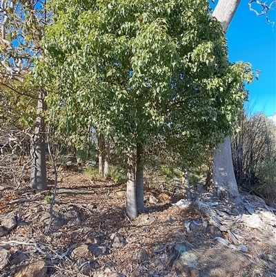 Brachychiton populneus subsp. populneus (Kurrajong) at Fisher, ACT - 9 Oct 2024 by LPadg