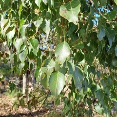 Brachychiton populneus subsp. populneus at Fisher, ACT - 9 Oct 2024