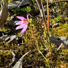 Caladenia alata (Fairy Orchid) at Yanakie, VIC - 9 Oct 2024 by Louisab