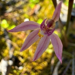 Caladenia alata at Yanakie, VIC - suppressed