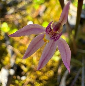 Caladenia alata at Yanakie, VIC - 9 Oct 2024