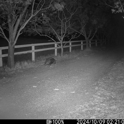 Vombatus ursinus (Common wombat, Bare-nosed Wombat) at Wallaroo, NSW - 8 Oct 2024 by Jek