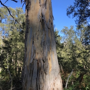 Eucalyptus sp. at Murrah, NSW - 9 Oct 2024 09:37 AM