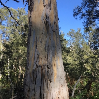 Eucalyptus sp. (A Gum Tree) at Murrah, NSW - 9 Oct 2024 by ludomcferran