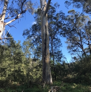 Eucalyptus sp. at Murrah, NSW - 9 Oct 2024