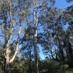 Eucalyptus sp. at Murrah, NSW - 9 Oct 2024