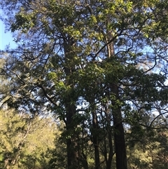 Ehretia acuminata var. acuminata at Murrah, NSW - 9 Oct 2024