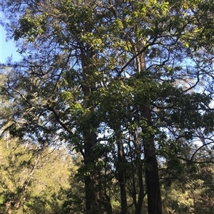 Ehretia acuminata var. acuminata at Murrah, NSW - 9 Oct 2024