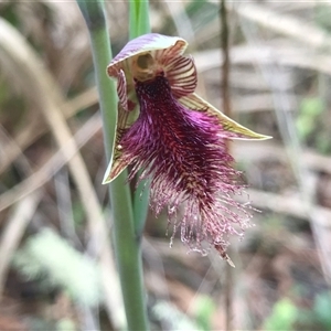 Calochilus platychilus at Acton, ACT - suppressed