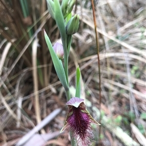 Calochilus platychilus at Acton, ACT - suppressed