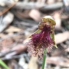 Calochilus platychilus at Acton, ACT - suppressed