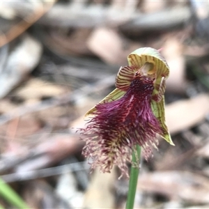 Calochilus platychilus at Acton, ACT - 8 Oct 2024