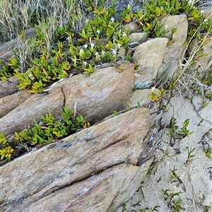 Wilsonia backhousei at Narooma, NSW - suppressed