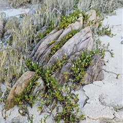 Wilsonia backhousei at Narooma, NSW - suppressed