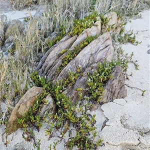 Wilsonia backhousei at Narooma, NSW - suppressed