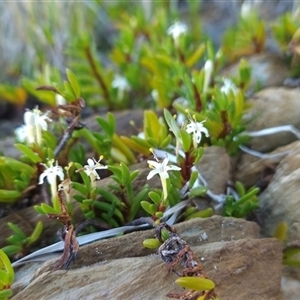 Wilsonia backhousei at Narooma, NSW - suppressed