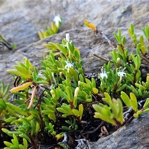 Wilsonia backhousei at Narooma, NSW - suppressed