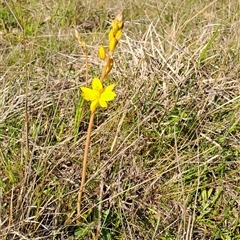 Bulbine bulbosa (Golden Lily, Bulbine Lily) at Kambah, ACT - 8 Oct 2024 by LPadg