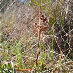 Luzula (genus) (Woodrush) at Kambah, ACT - 9 Oct 2024 by LPadg