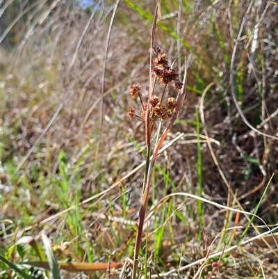 Luzula (genus) (Woodrush) at Kambah, ACT - 9 Oct 2024 by LPadg