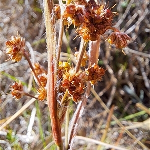 Luzula sp. at Kambah, ACT - 9 Oct 2024