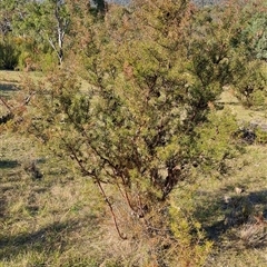 Hakea decurrens subsp. decurrens (Bushy Needlewood) at Kambah, ACT - 8 Oct 2024 by LPadg