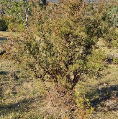 Hakea decurrens subsp. decurrens (Bushy Needlewood) at Kambah, ACT - 9 Oct 2024 by LPadg