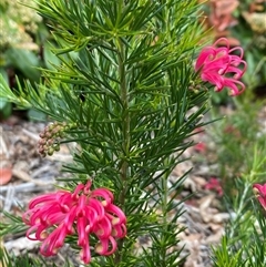 Grevillea "Canberra Gem" (Grevillea rosmarinifolia x juniperina (Hybrid)) at Lyneham, ACT - 2 Oct 2024 by Mulch