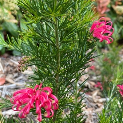 Grevillea "Canberra Gem" (Grevillea rosmarinifolia x juniperina (Hybrid)) at Lyneham, ACT - 2 Oct 2024 by milsch