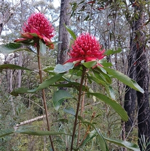 Telopea speciosissima at Carrington Falls, NSW - 5 Oct 2024