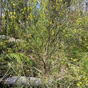 Leptomeria acida at Carrington Falls, NSW - 5 Oct 2024