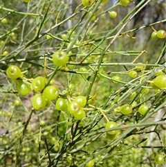 Leptomeria acida at Carrington Falls, NSW - 5 Oct 2024 10:43 AM