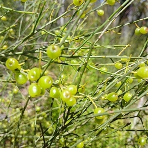 Leptomeria acida at Carrington Falls, NSW - 5 Oct 2024