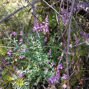 Comesperma ericinum at Robertson, NSW - 5 Oct 2024