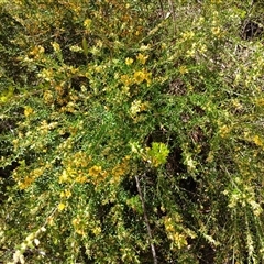 Unverified Pea at Robertson, NSW - 5 Oct 2024 by mahargiani