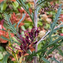 Grevillea sp. (Grevillea) at Lyneham, ACT - 2 Oct 2024 by milsch