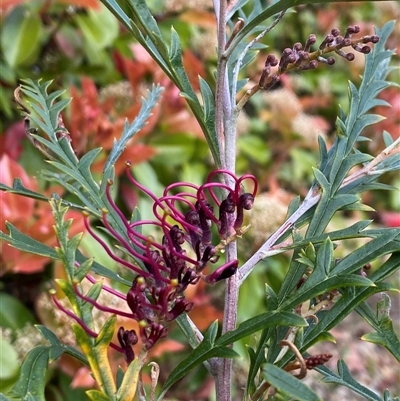 Grevillea (genus) (Grevillea) at Lyneham, ACT - 2 Oct 2024 by Mulch