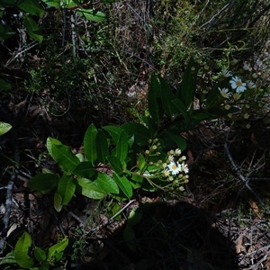 Olearia elliptica at Robertson, NSW - 5 Oct 2024