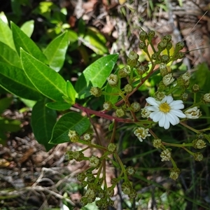 Olearia elliptica at Robertson, NSW - 5 Oct 2024