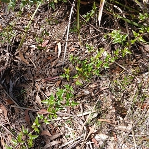 Podolobium ilicifolium at Robertson, NSW - 5 Oct 2024 10:50 AM