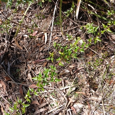 Podolobium ilicifolium (Andrews) Crisp (prickly shaggy-pea) at Robertson, NSW - 5 Oct 2024 by mahargiani