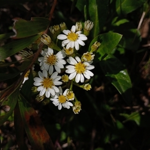 Olearia elliptica at Robertson, NSW - 5 Oct 2024