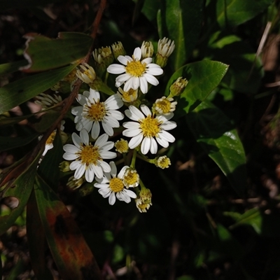 Olearia elliptica (Sticky Daisy Bush) at Robertson, NSW - 5 Oct 2024 by mahargiani