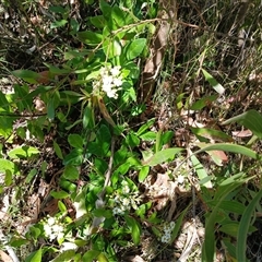 Olearia elliptica at Robertson, NSW - 5 Oct 2024 10:57 AM
