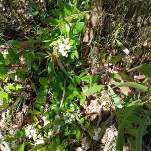 Olearia elliptica at Robertson, NSW - 5 Oct 2024 10:57 AM